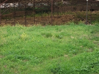 Alcantara_gurne - Zona_archeologica_23122011 051.jpg